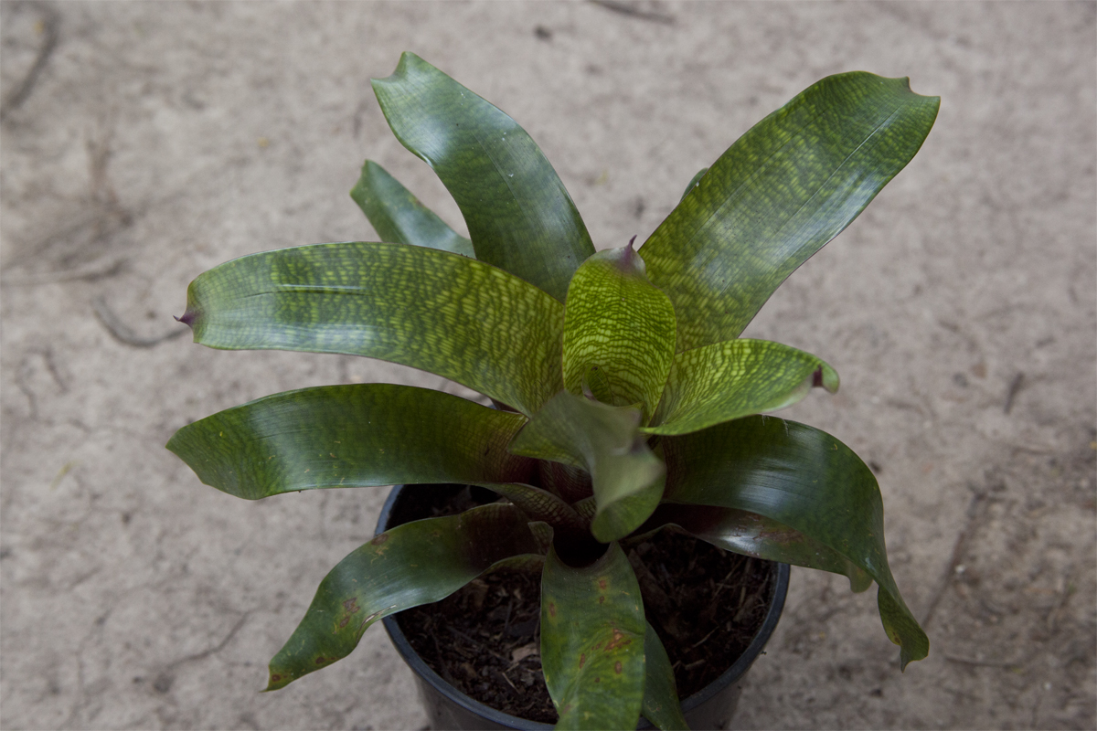 Vriesea Fosteriana Red
