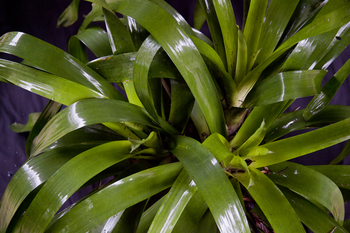 Vriesea platinaema Japan Hybrid
