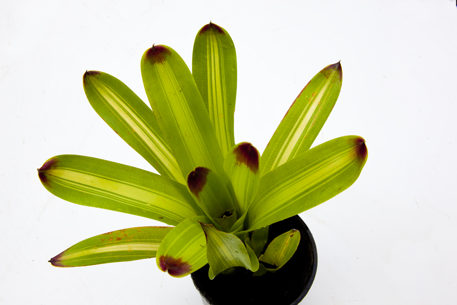 Vriesea Rafael variegated philippocoburgii, Lloyd Godman