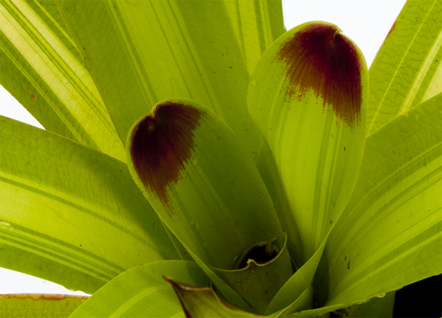 Vriesea Rafael variegated philippocoburgii, Lloyd Godman