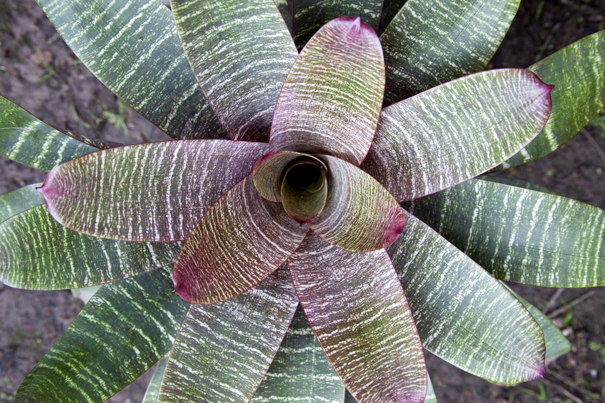 Vriesea Fosteriana Red