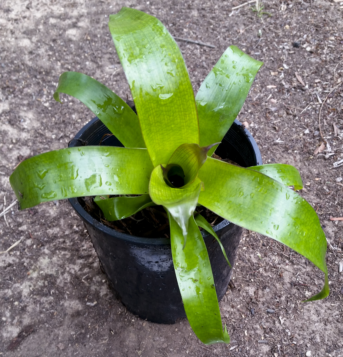 Vriesea Fosteriana Red