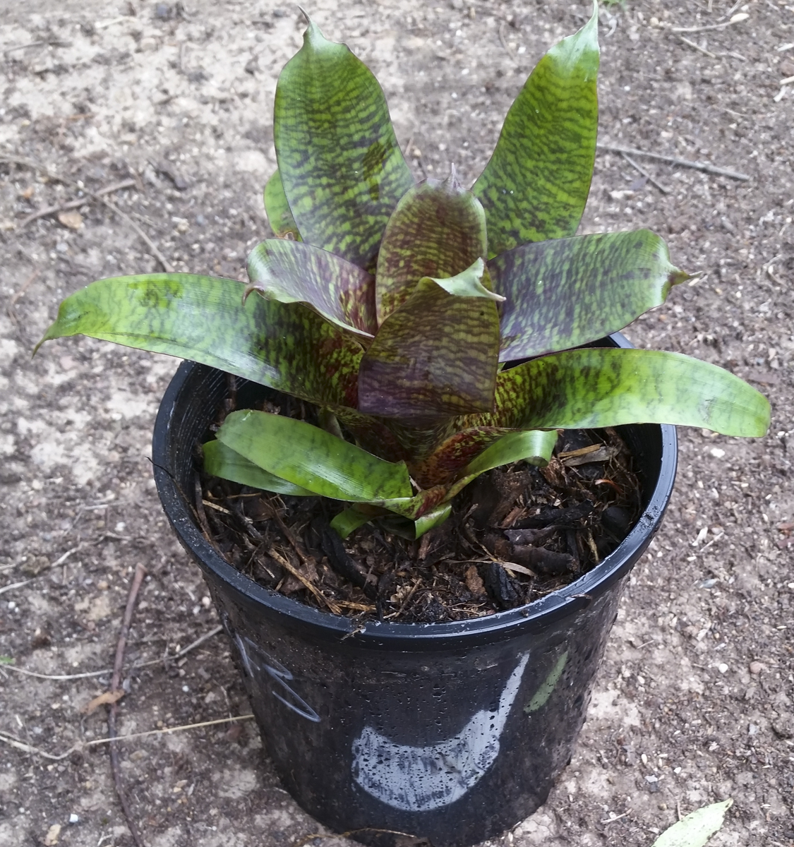 Vriesea Snows of Mauna Kea (Pink) X Fosteriana big red