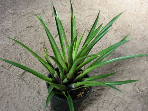 Vriesea Lurbersii