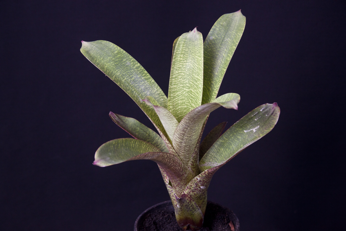 Vriesea Fosteriana Red