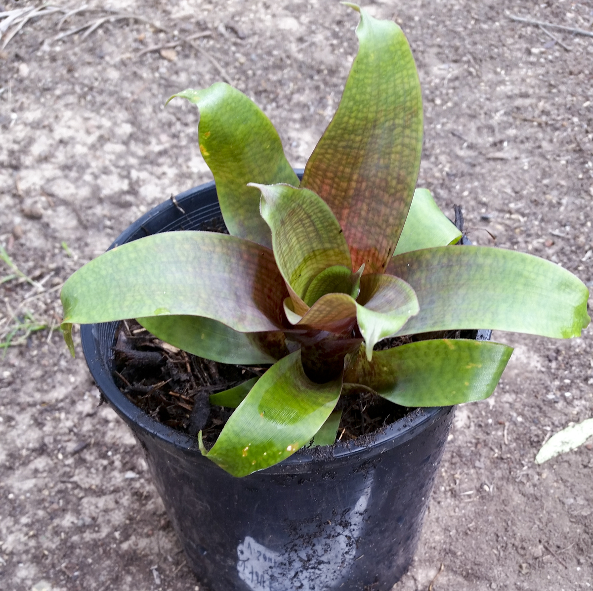 Vriesea Fosteriana Red