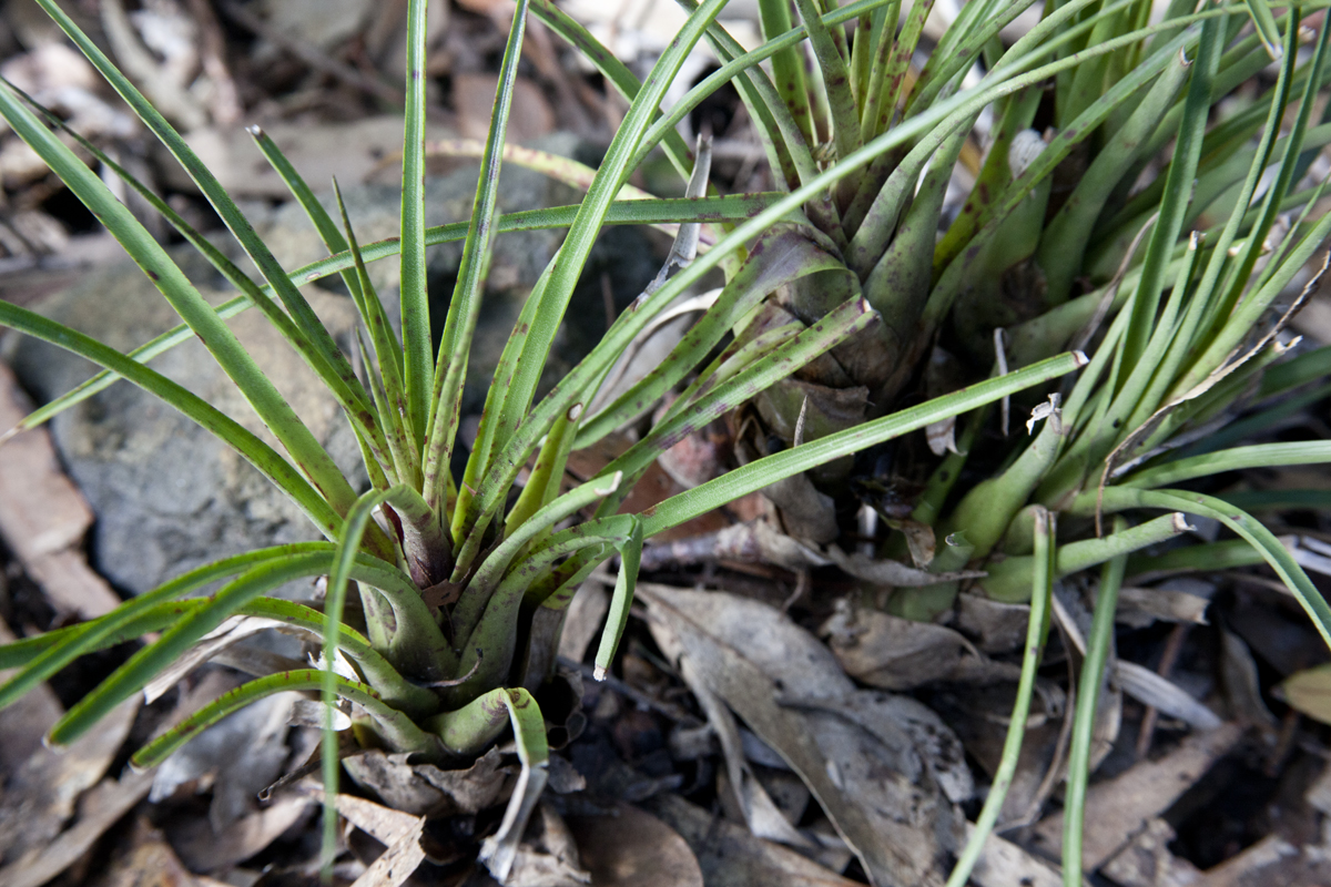 Vriesea Flammea