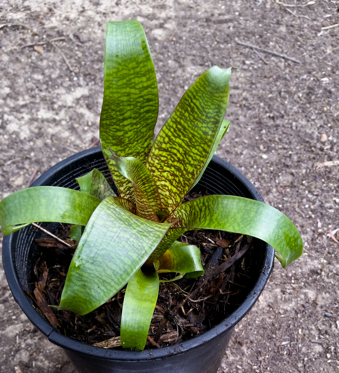 Vriesea fosteriana B Larnach