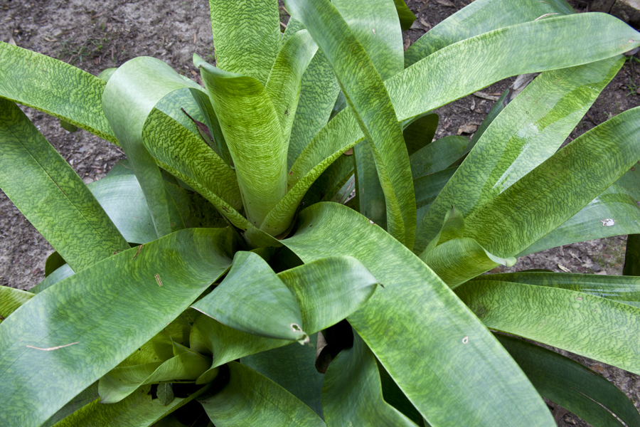 Vriesea fosteriana x platynema, lloyd godman