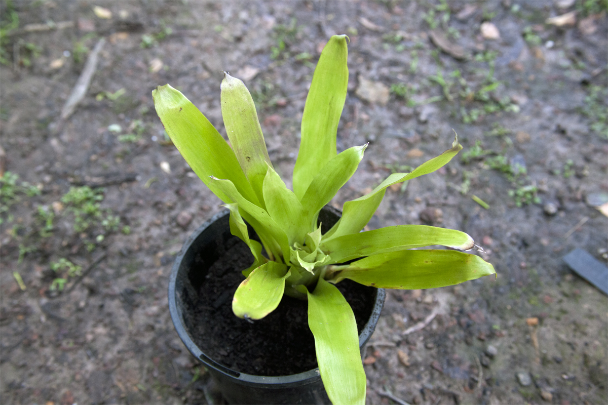 Vriesea Fosteriana Red