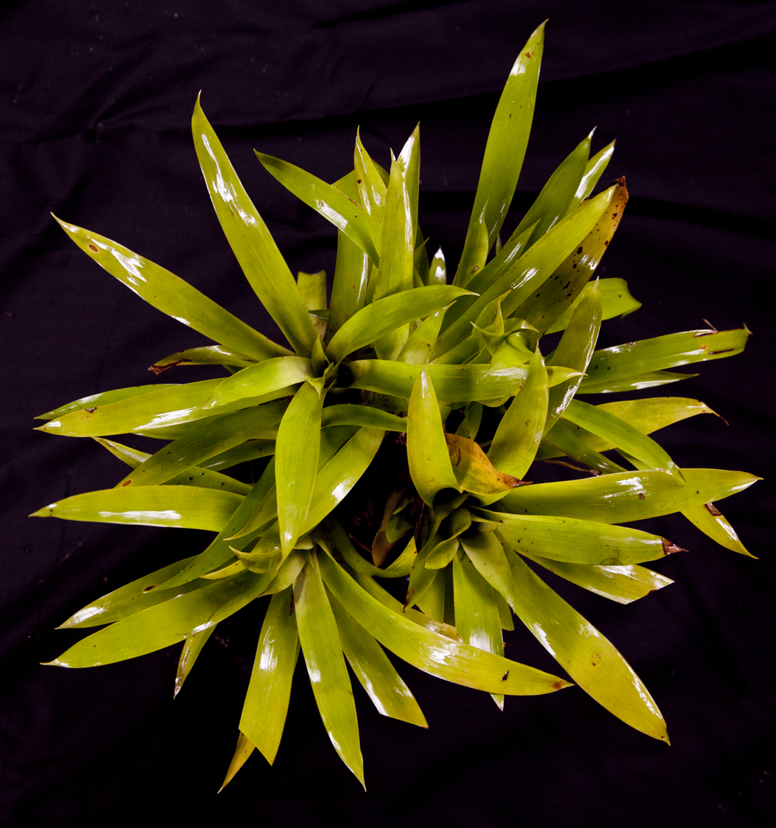 Vriesea incuranta Red form Rio, lloyd godman