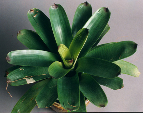 Vriesea Platynema Varregat