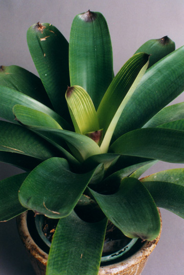 Vriesea Platynema Varregat