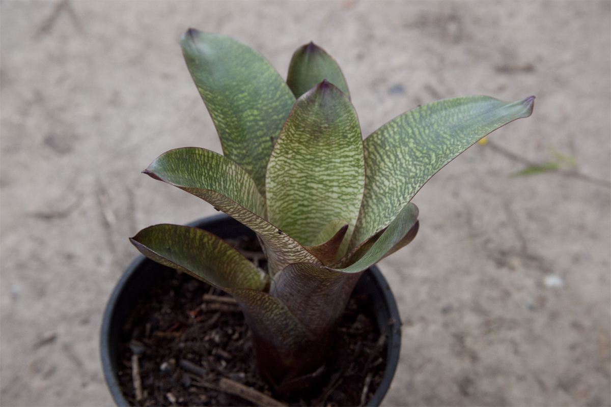 Vriesea Fosteriana Red