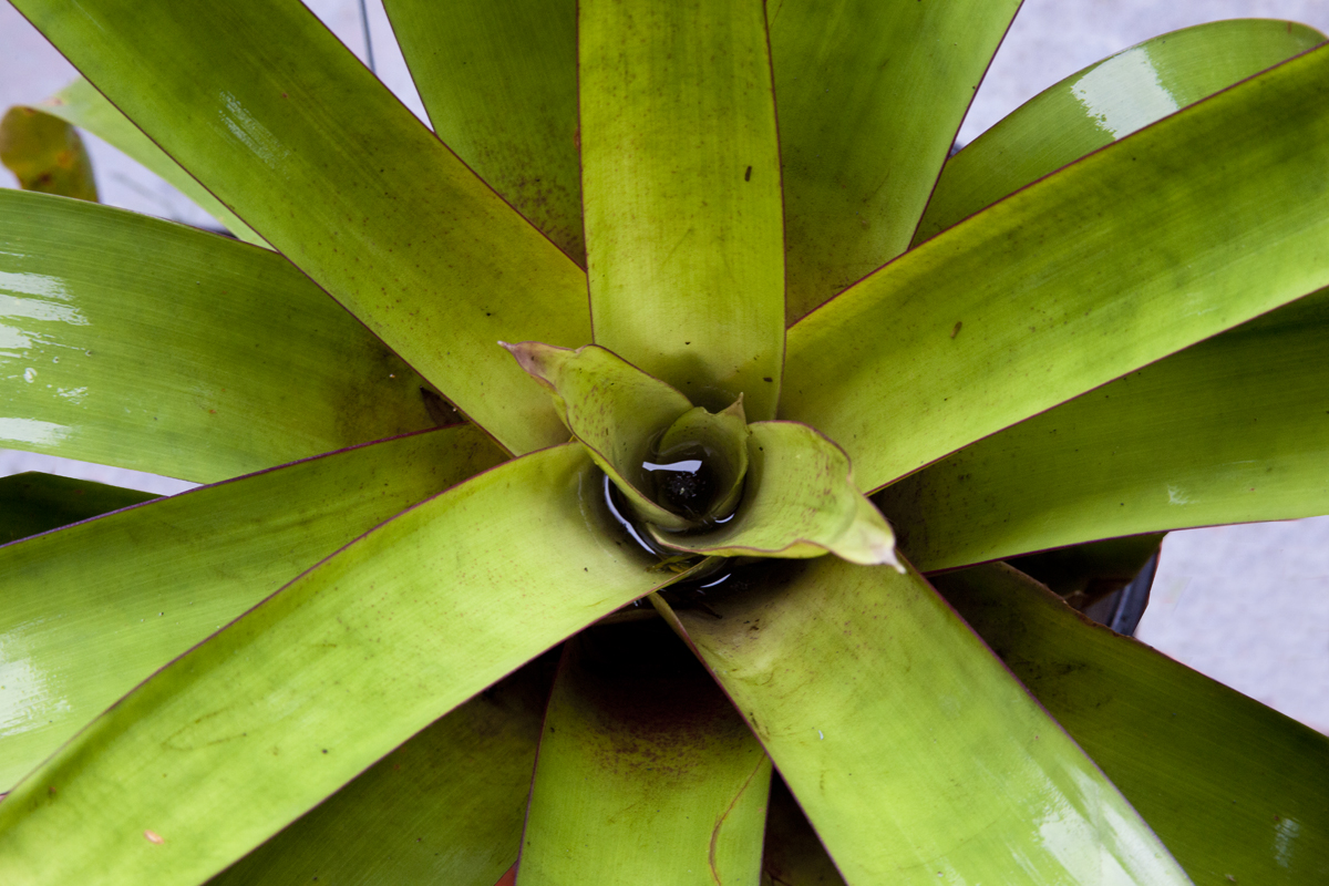 Vriesea smackaiana, Lloyd Godman