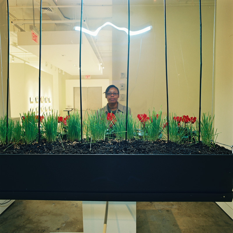Plants Time lapse