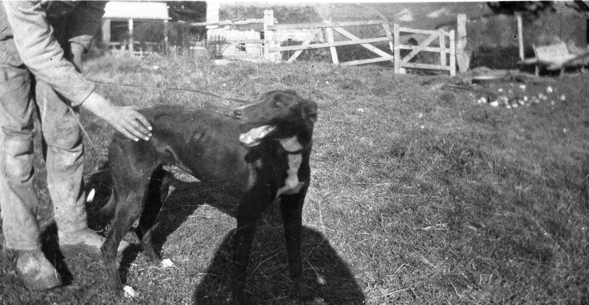 Harold and Rachel Kindley (Sinclair)