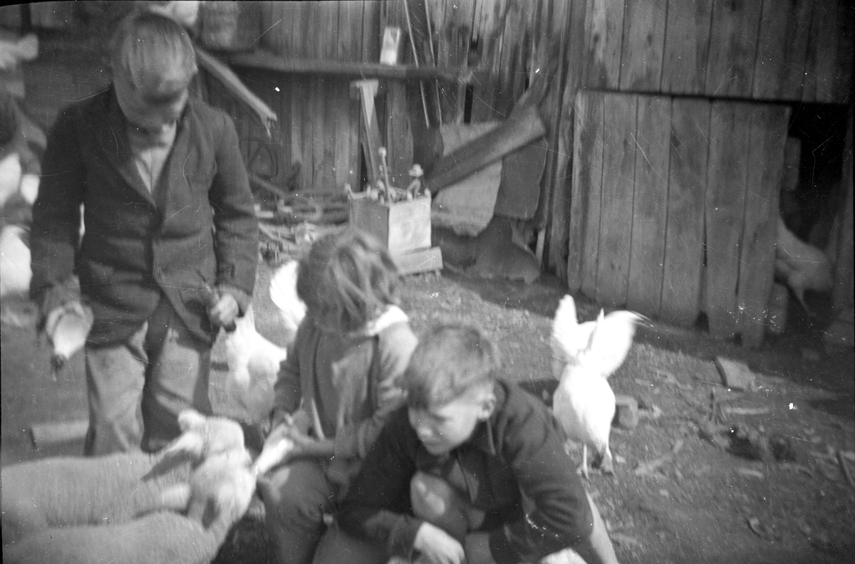 Wendy and Lloyd Godman feeding lambs Archies Sinclair's fram Waihola