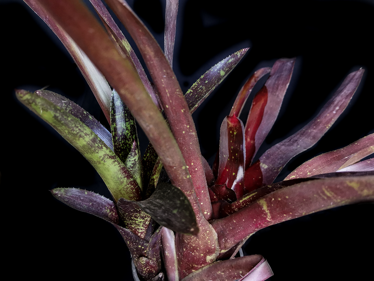Neoregelia Hybrid for sale