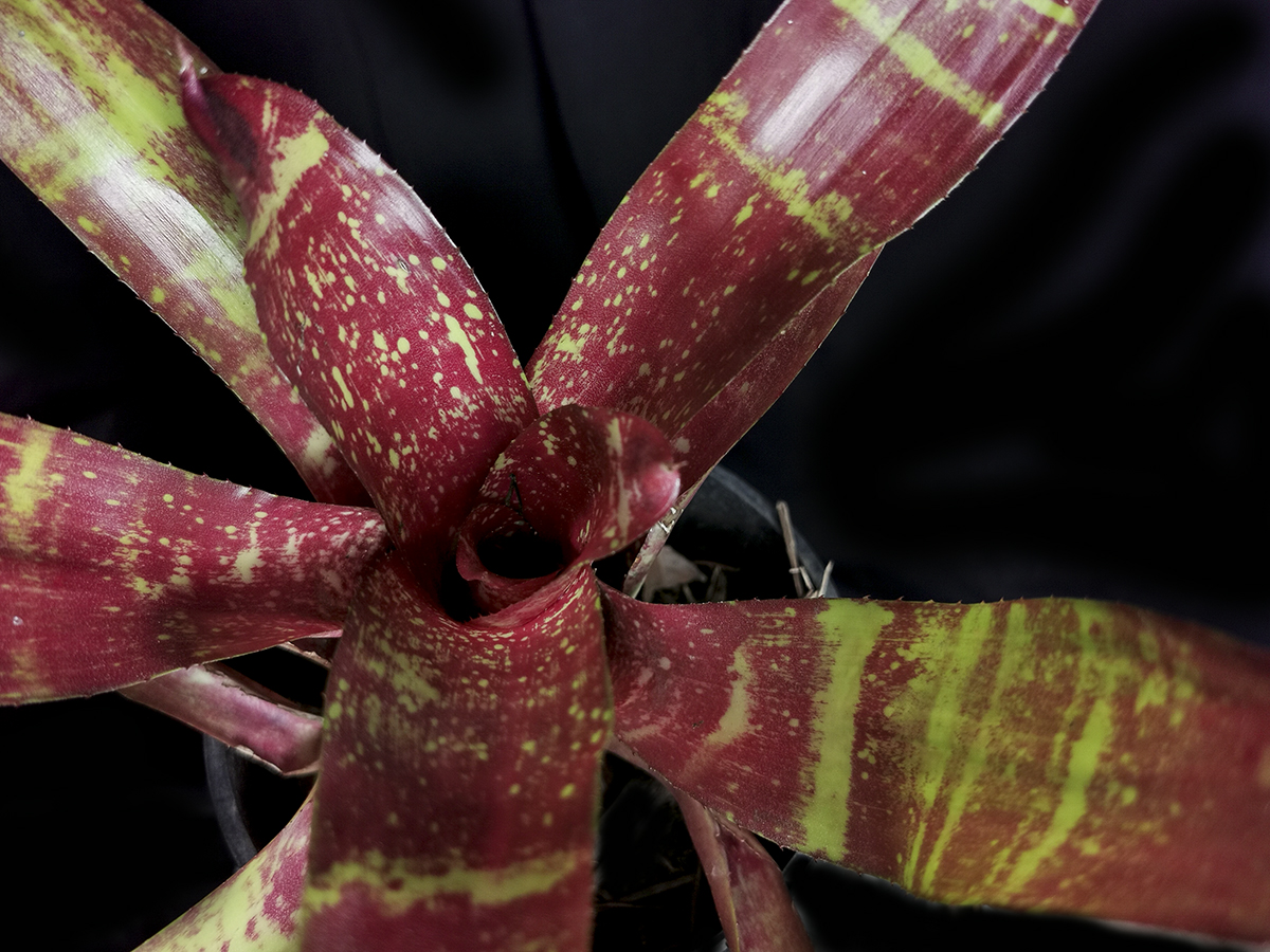 Neoregelia Hybrid for sale