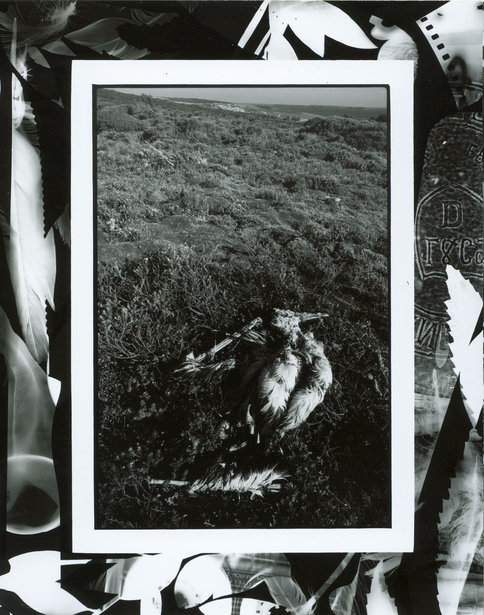 Dead Allbatross in Cassinia scrub Enderby Island Photograph Lloyd Godman