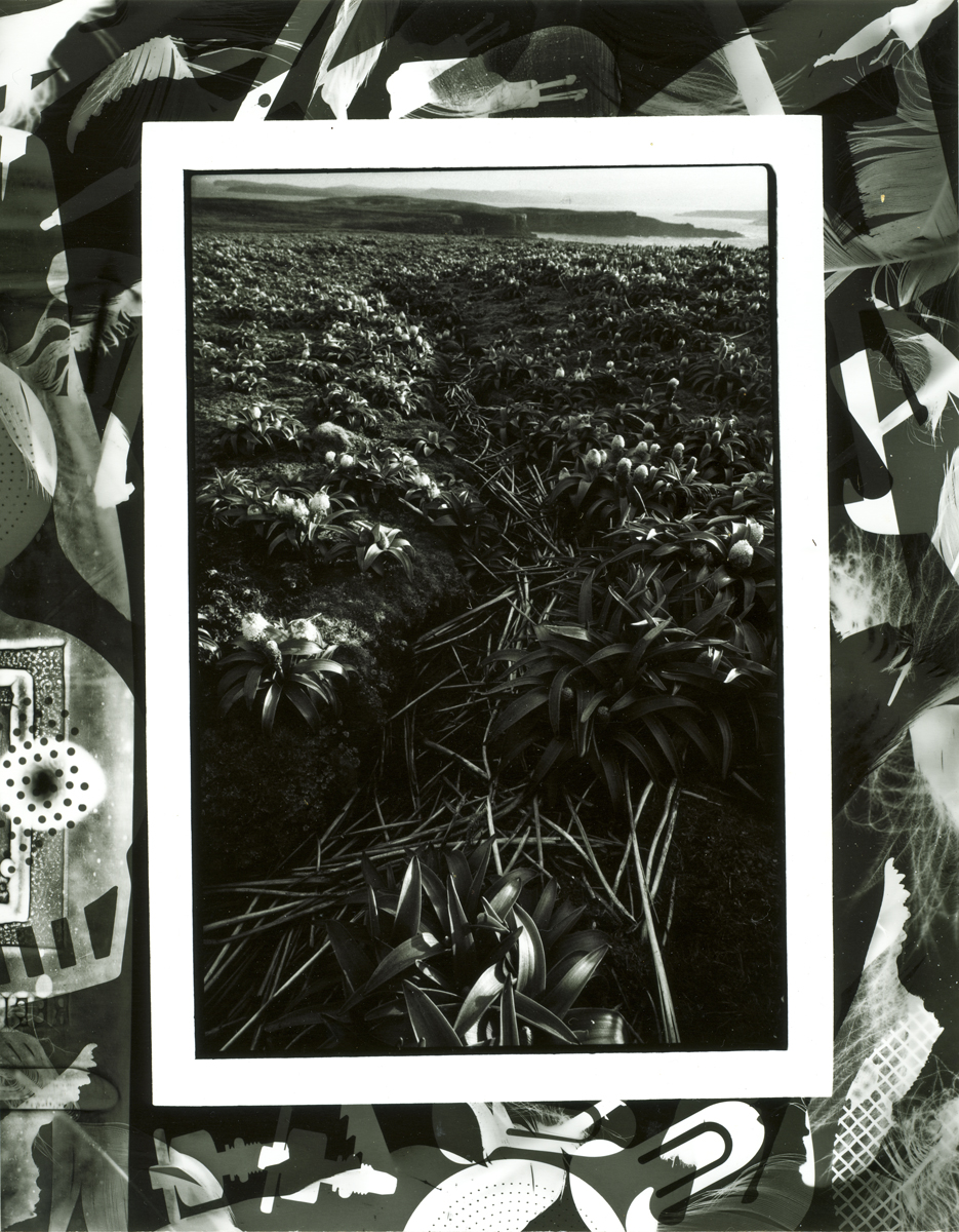 Survival Code II - Bulbinella Rossii, Enderby Island Looking South West, Lloyd Godman