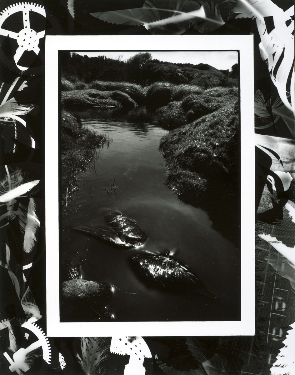 Lloyd Godman, Remins of small Prion, Johnson Point, Main Auckland Island