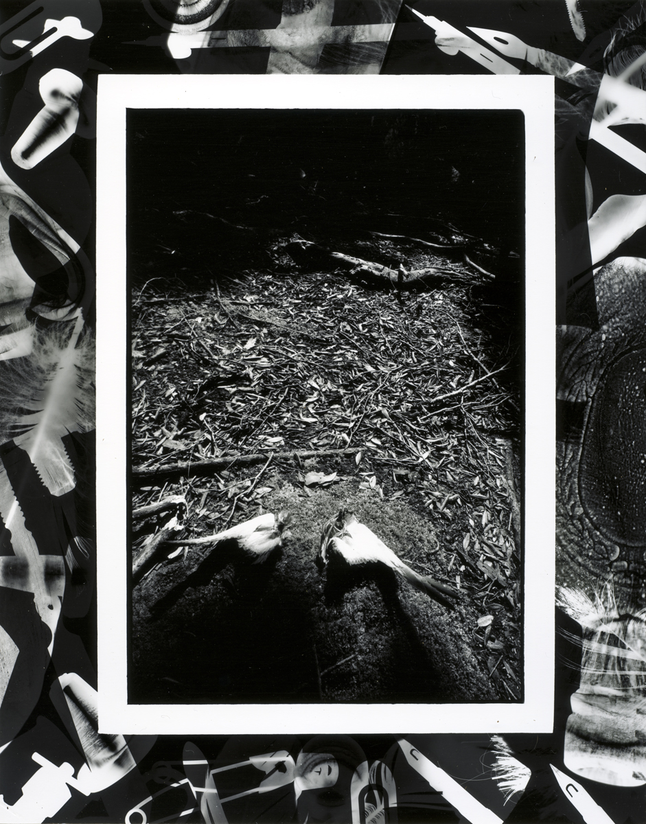 Lloyd Godman, Remins of small Prion, Johnson Point, Main Auckland Island