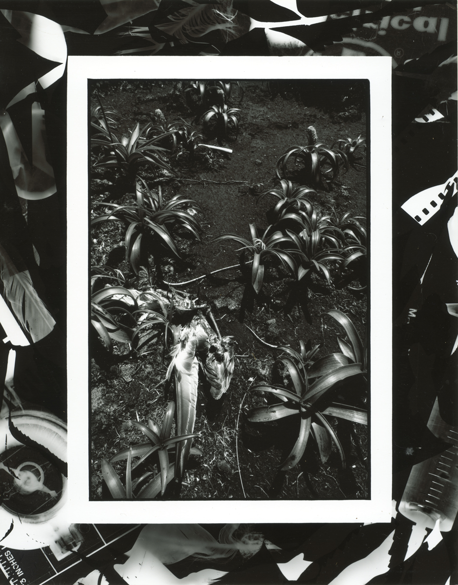Lloyd Godman, Prion wing in Bulbinella rossii Enderby Island