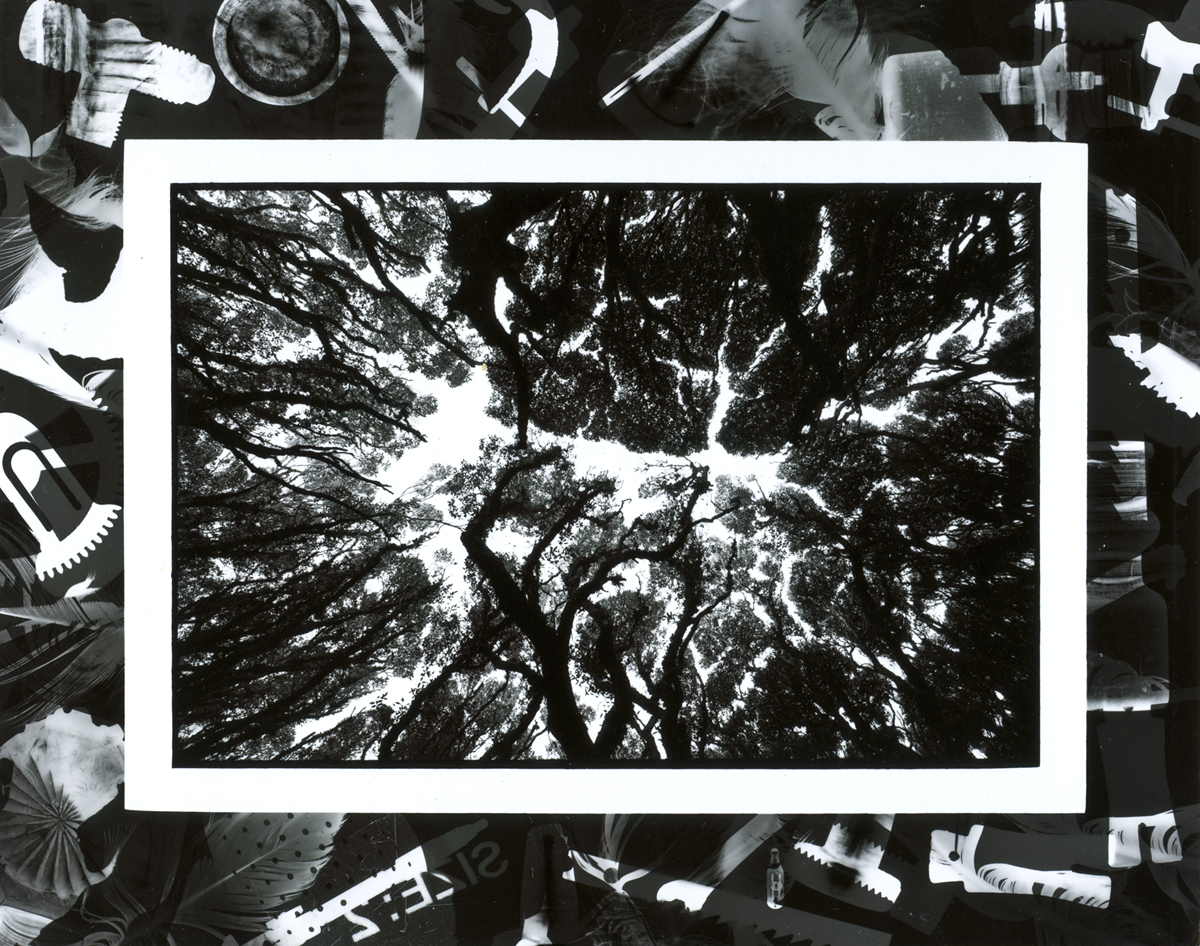 Lloyd Godman, Forest Canopy, Main Auckland Island