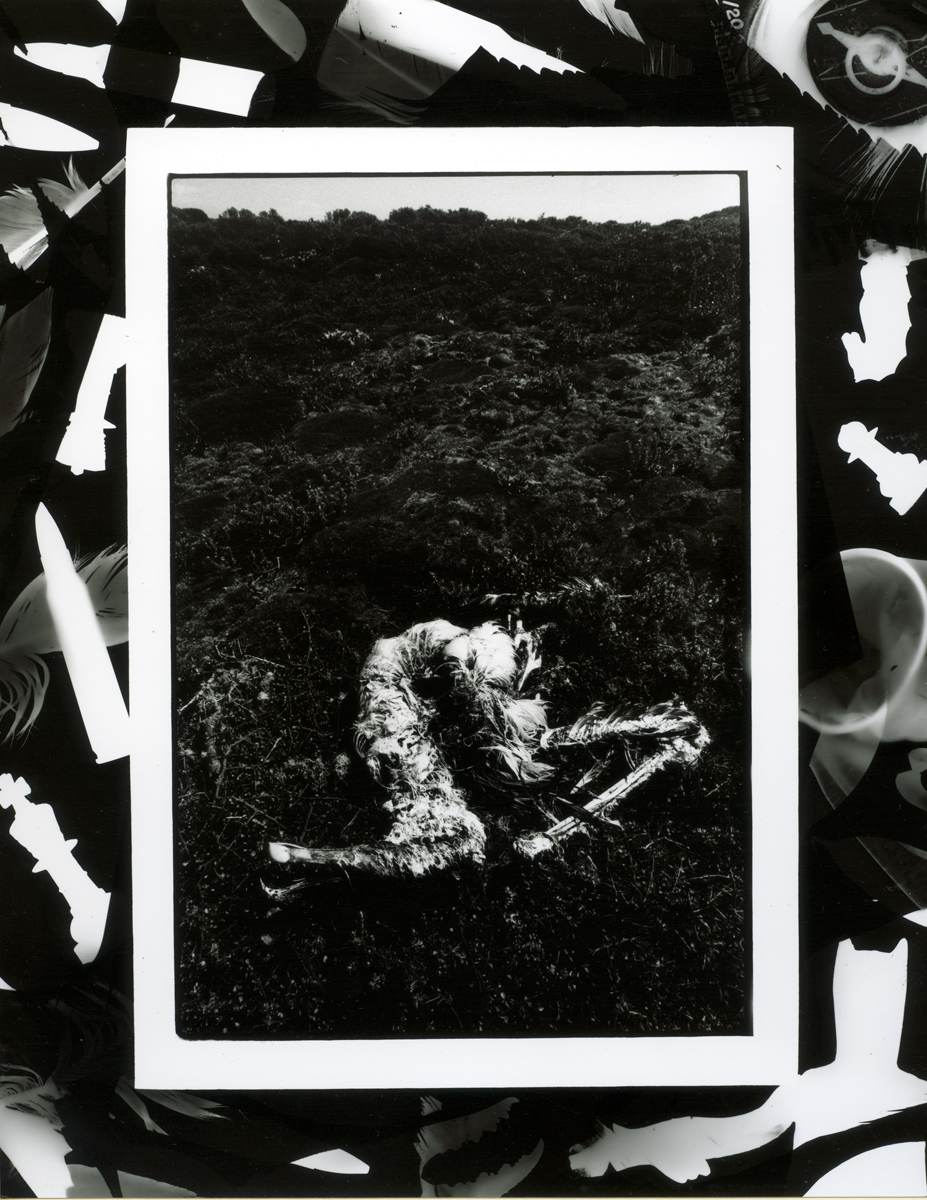 Dead Allbatross in Cassinia Scrub, Lloyd Godman