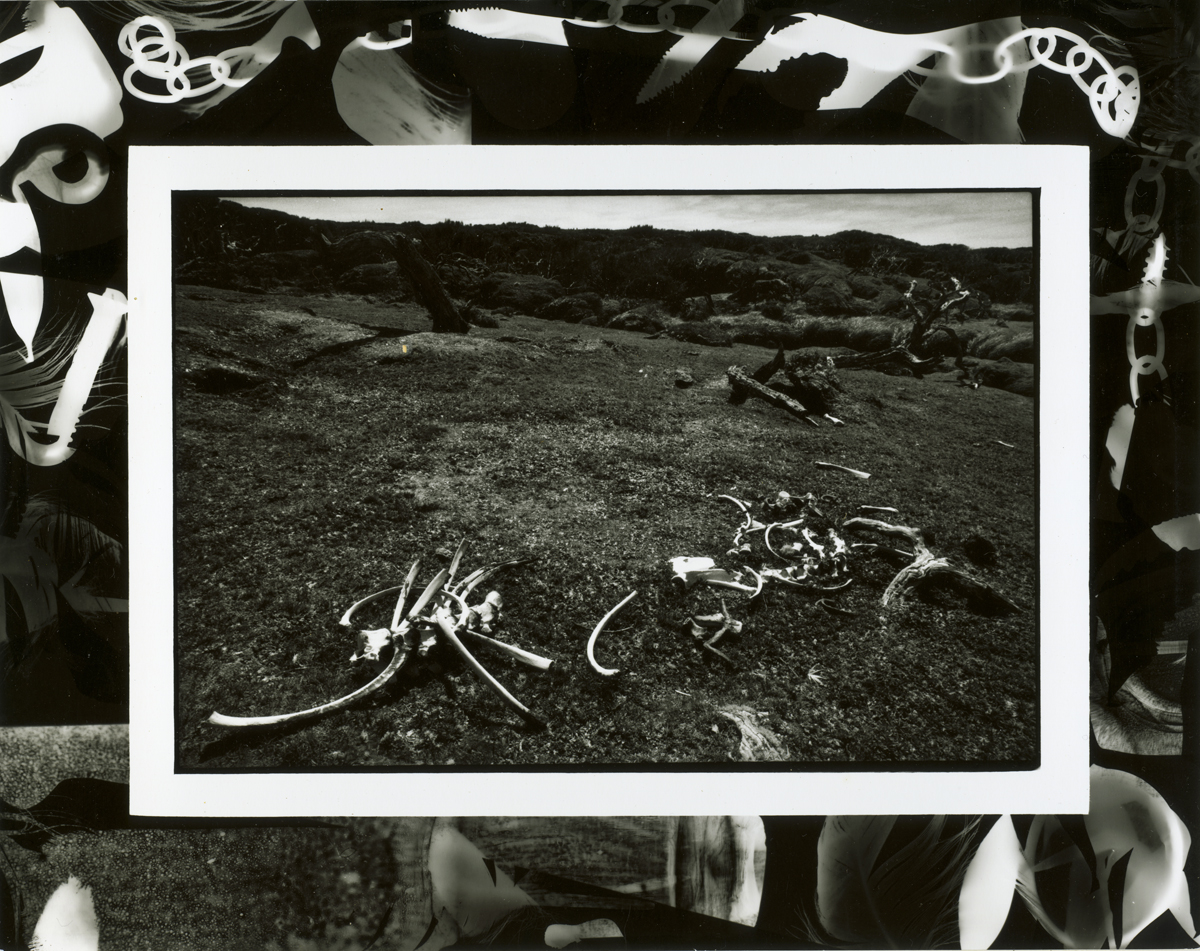 Lloyd Godman, Dead Sealion Remains, NE Cape Enderby Island