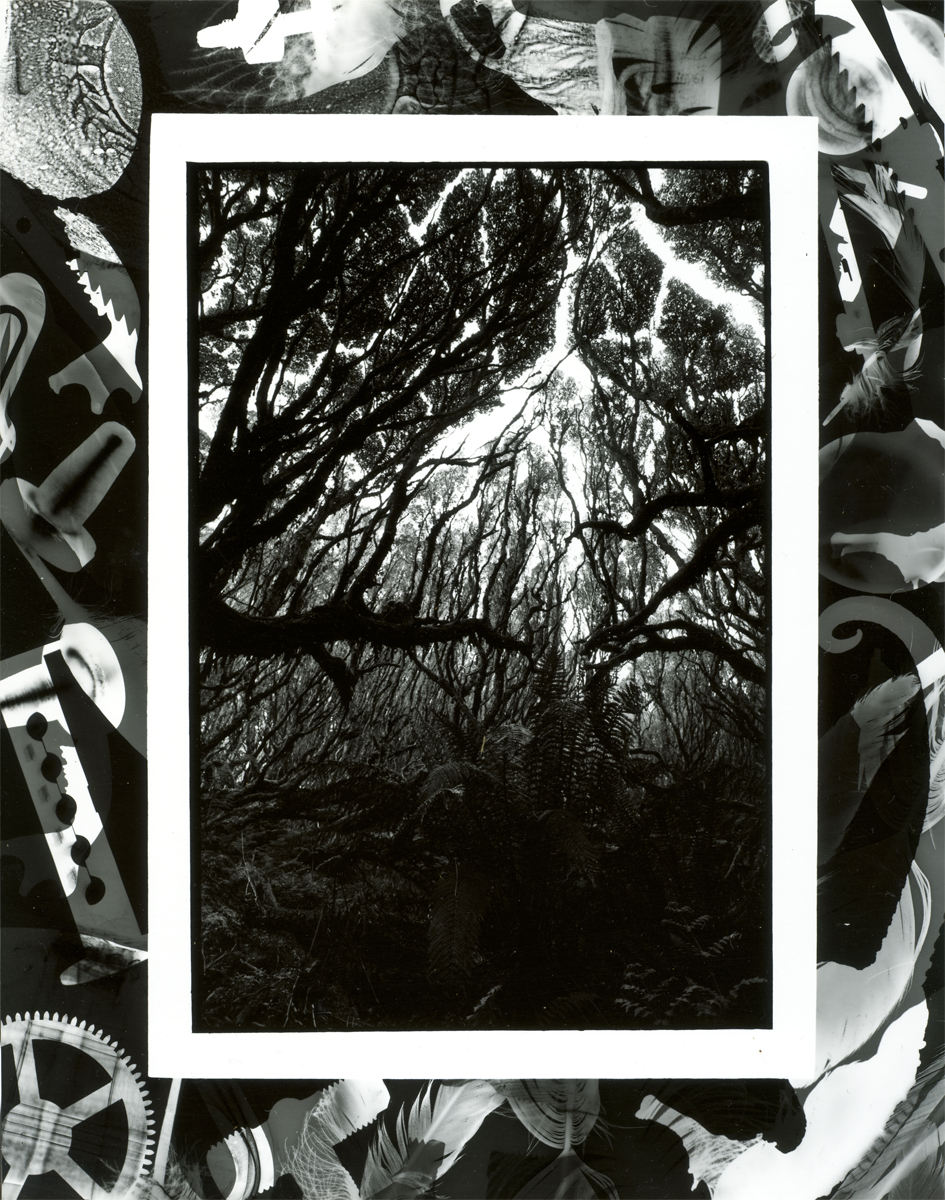 Rata Canopy Enderby Island