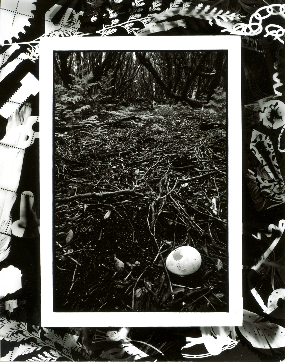 Lloyd Godman, Penguin Egg, Enderby Island