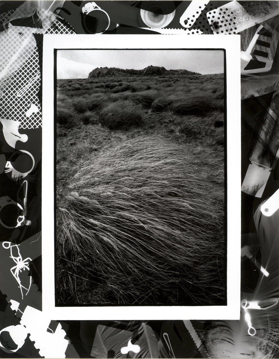 Chionochloa antarctic, Hooker Hills, Main Aucklands Island, Lloyd Godman