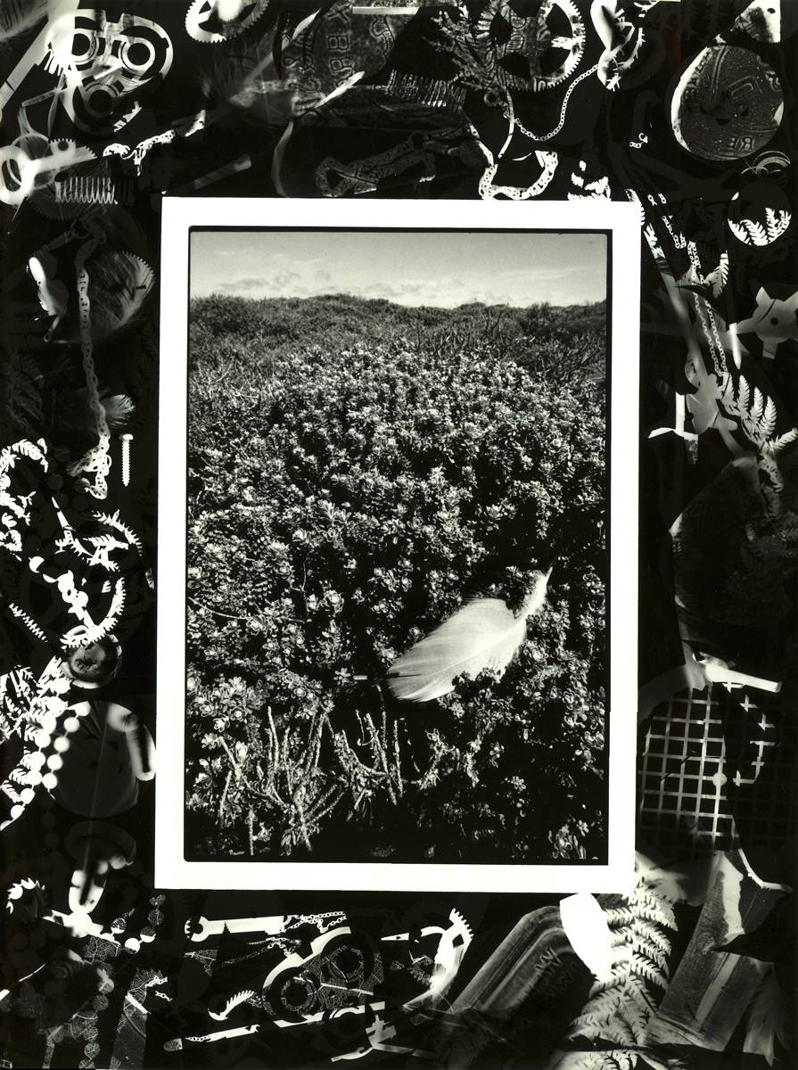 Albatross Feather caught in Cassina Scrub Enderby Island