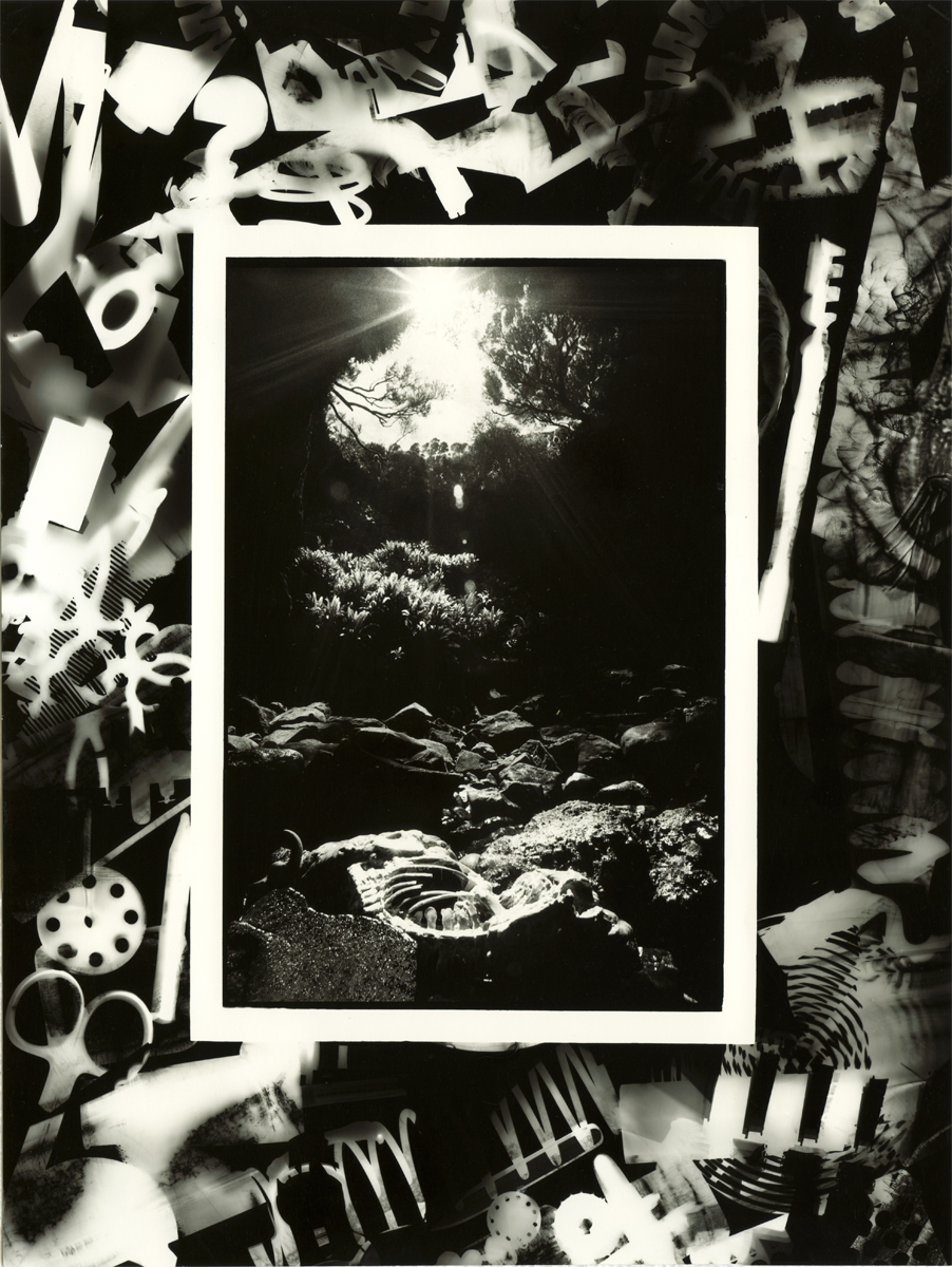 Dead Cow in Sea Cave South of Sandy Bay Enderby Island