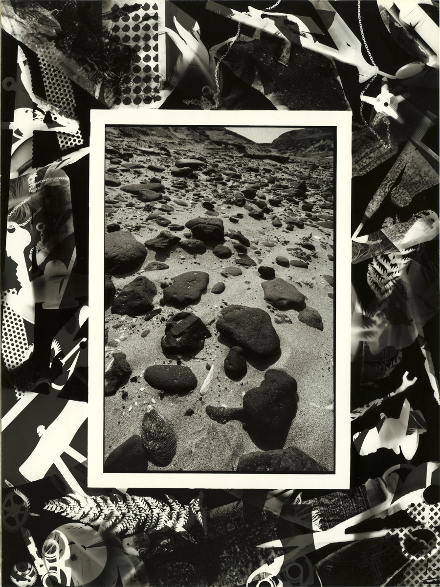 Burried Mussel Shells North End of Sandy Beach Enderby Island