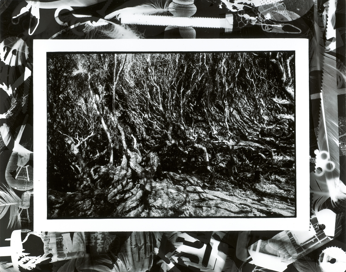 Regenerating Rata Forest, Enderby Island