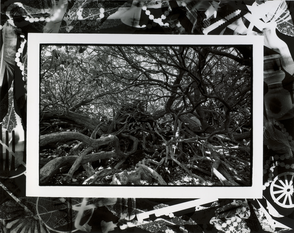 Dead Rata Trees, Enderby Island