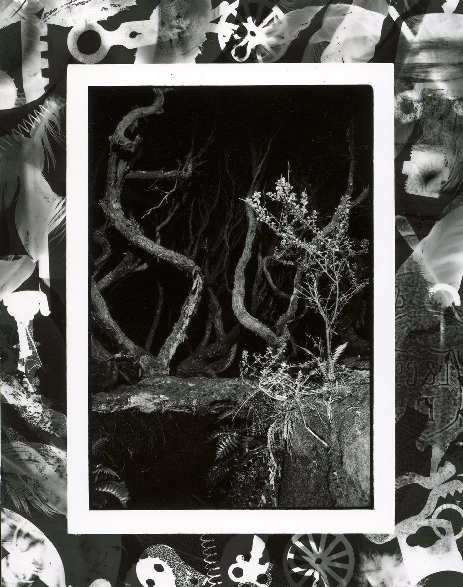 Rata Tree Matheson Bay Main Auckland Island
