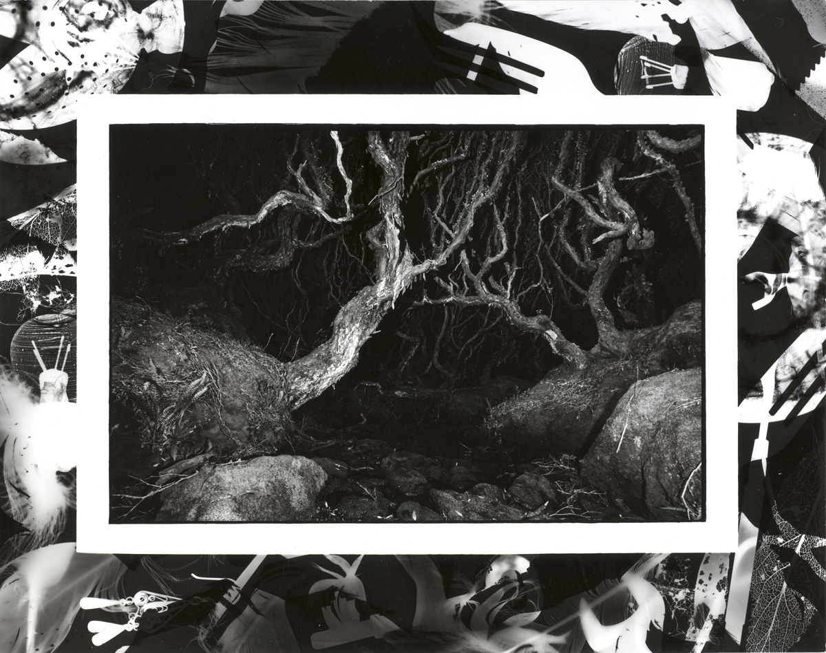 Rata Forest, nocturne, Main Auckland Island
