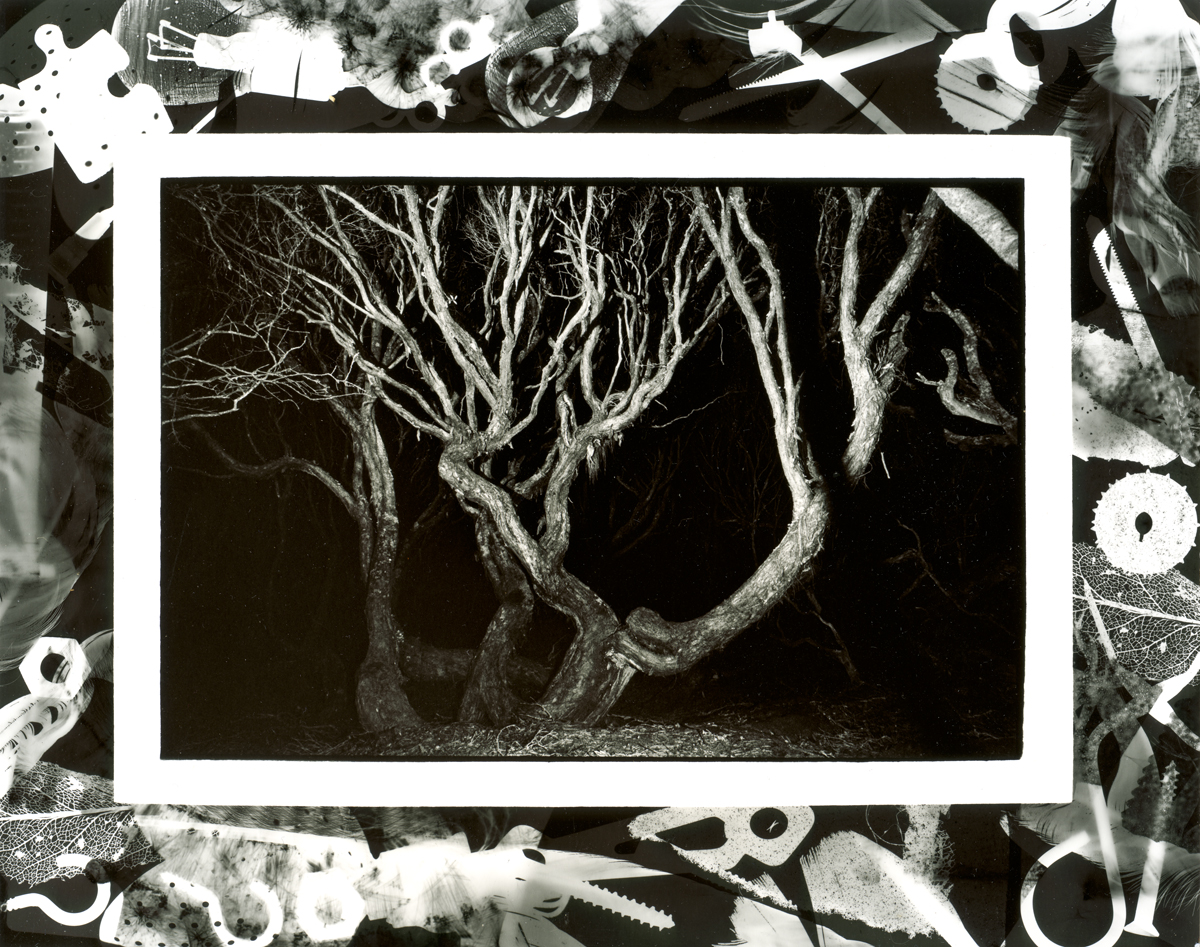 Rata Forest, nocturne, Main Auckland Island