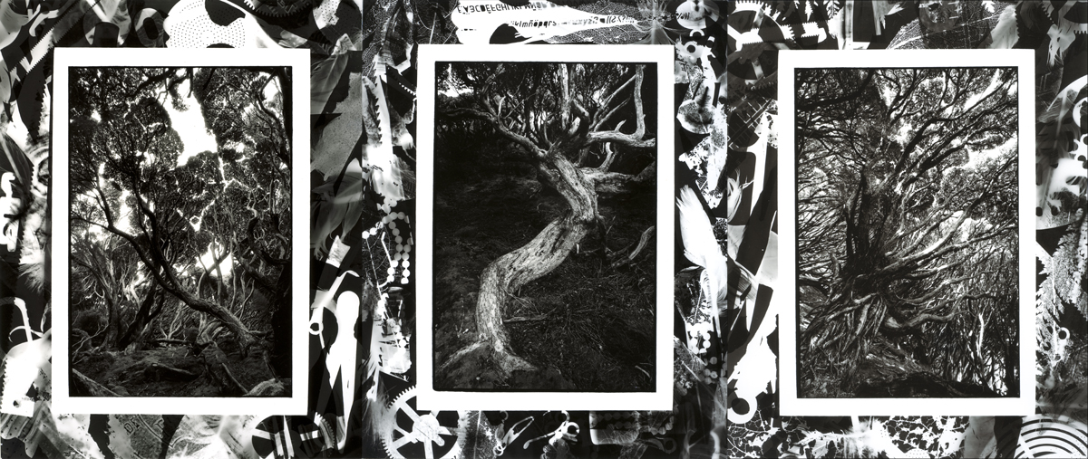 Tree of Knowledge, Forest of Confusion II, auckland islands, lloyd godman