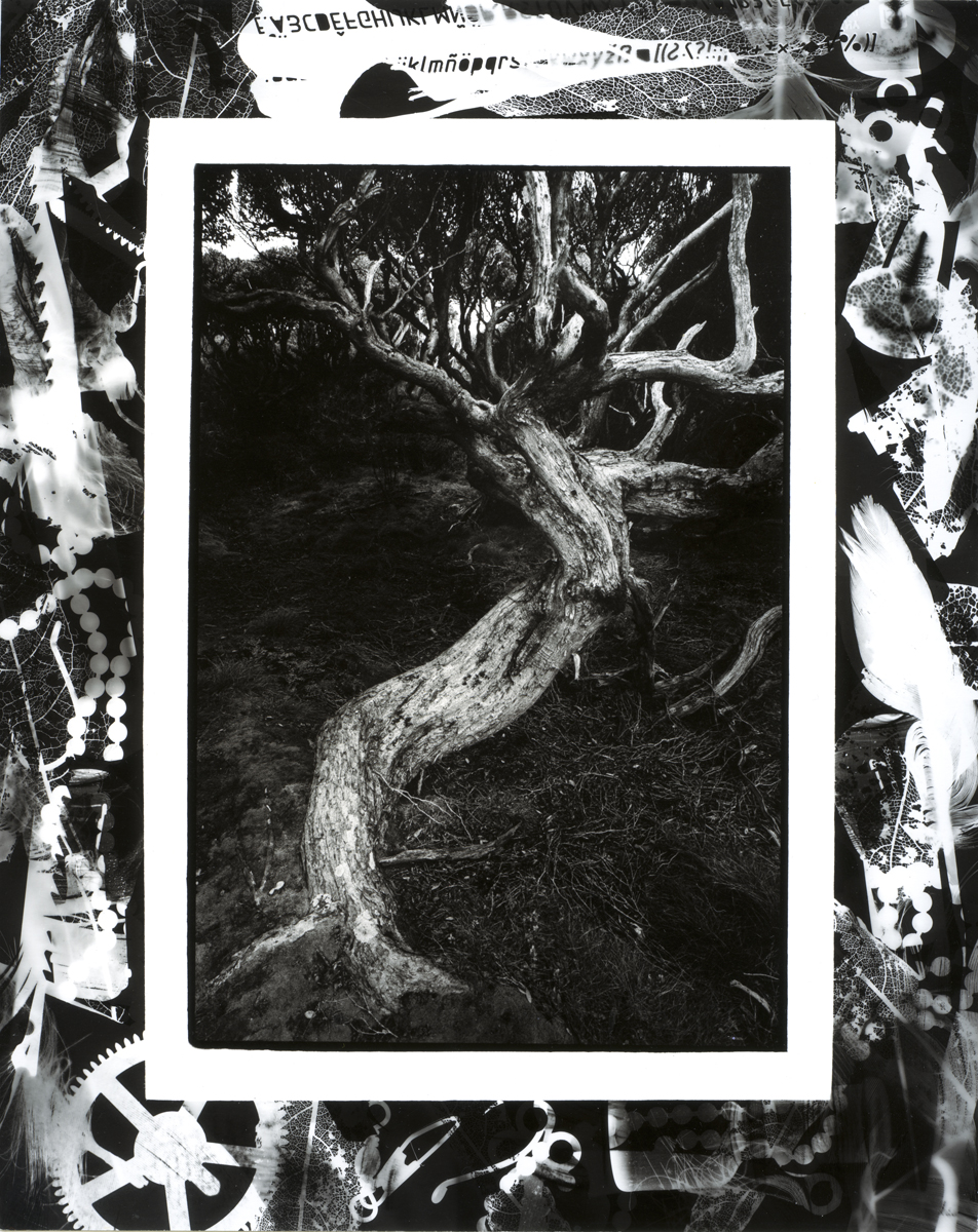 Rata Trees Main Auckland Island