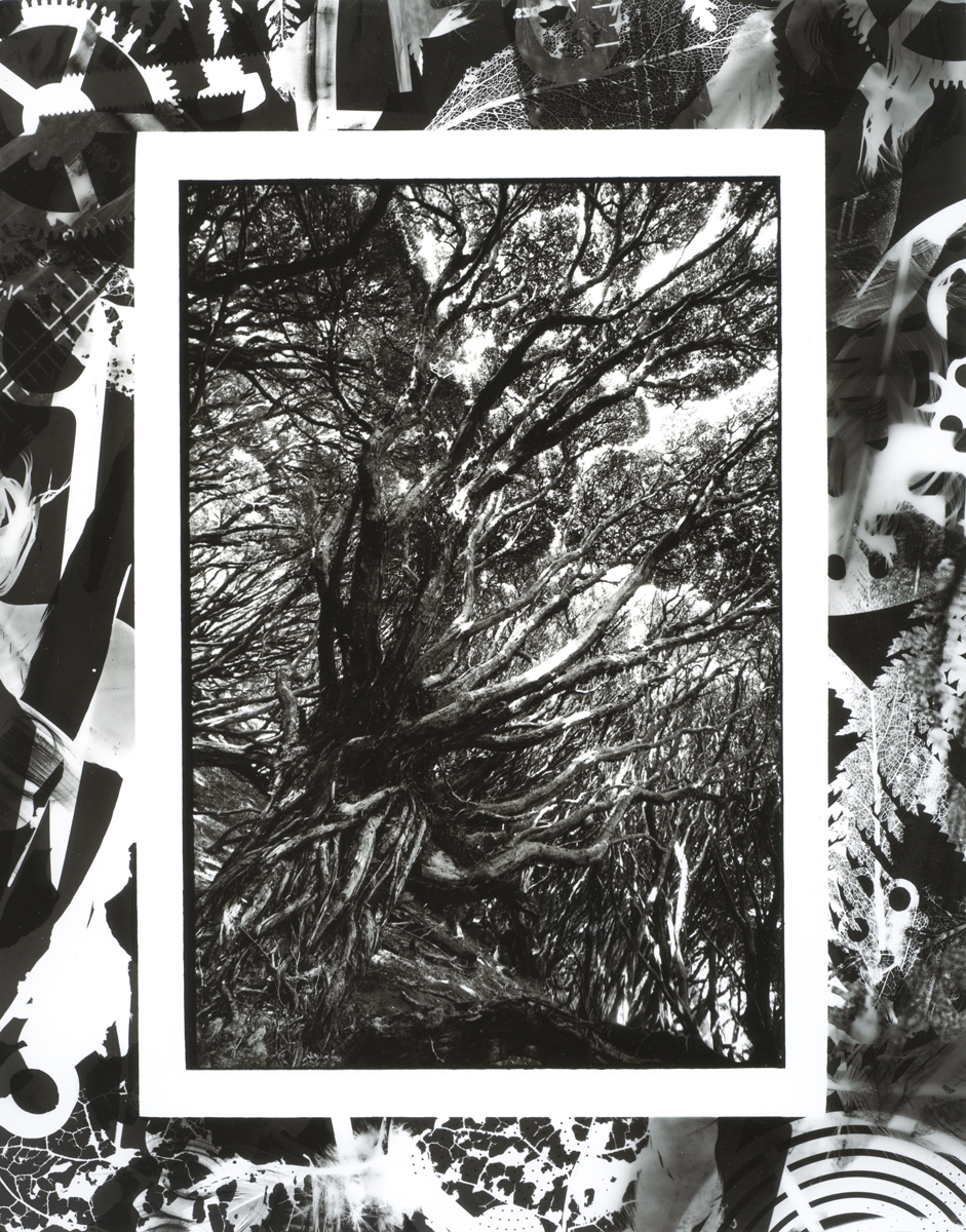 Rata Trees Main Auckland Island