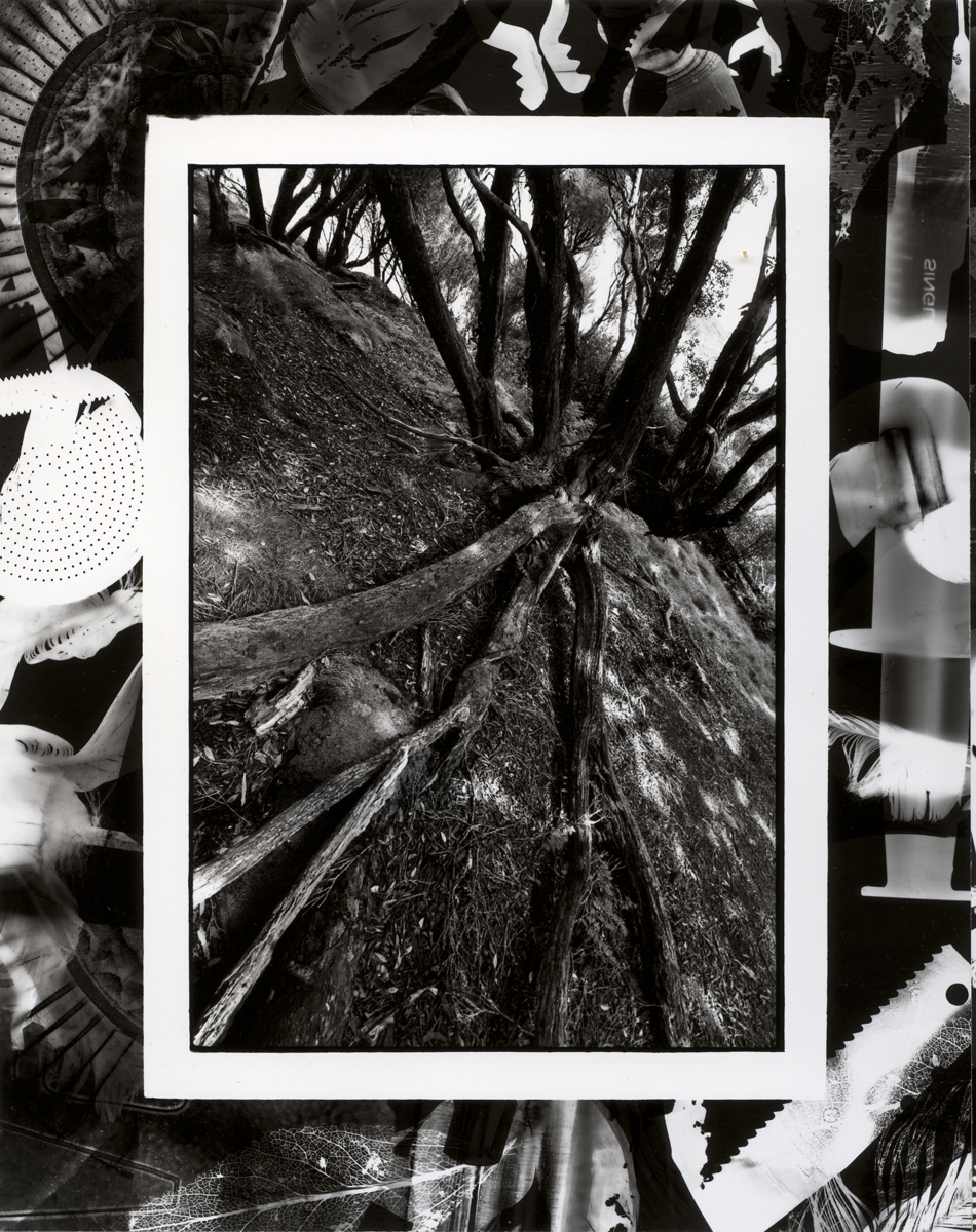 Dracophyllum, Deas Head, Main Auckland Island