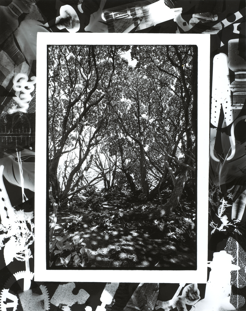 Lloyd Godman, Olearia Forest, Ewing Island
