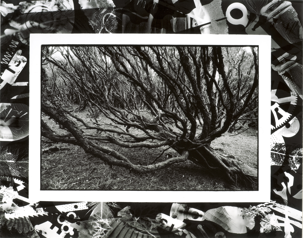 Tree Ranui Cove Main Auckland Island Main Auckland Island
