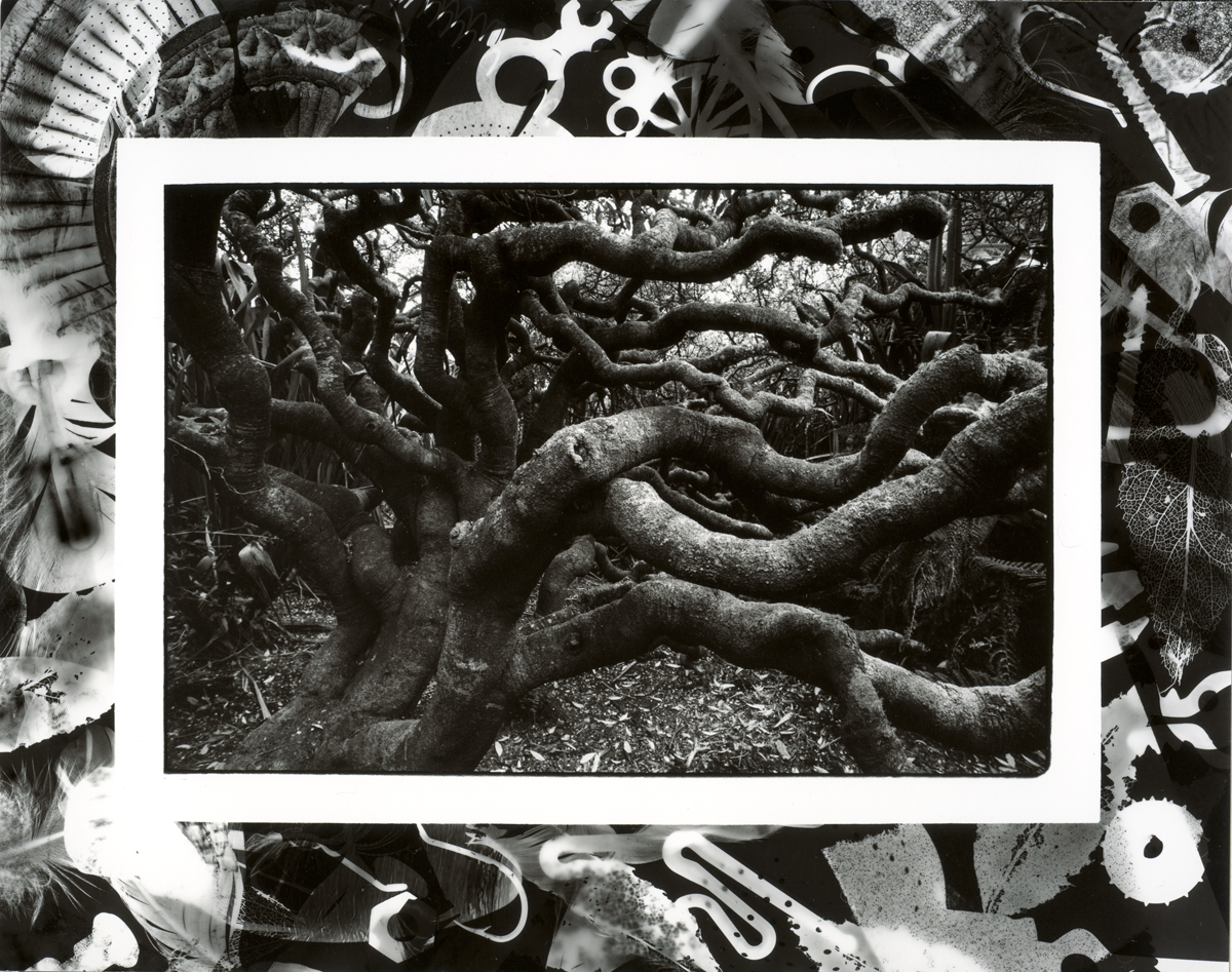 Rata Forest, Erebus Cove Main Auckland Island